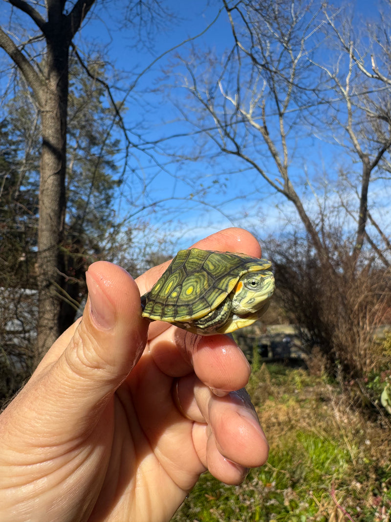 Pastel Picasso Red-Eared SliderTurtle