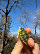 Pastel Picasso Red-Eared SliderTurtle