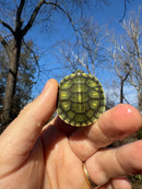 Pastel Picasso Red-Eared SliderTurtle