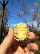 Pastel Picasso Red-Eared SliderTurtle