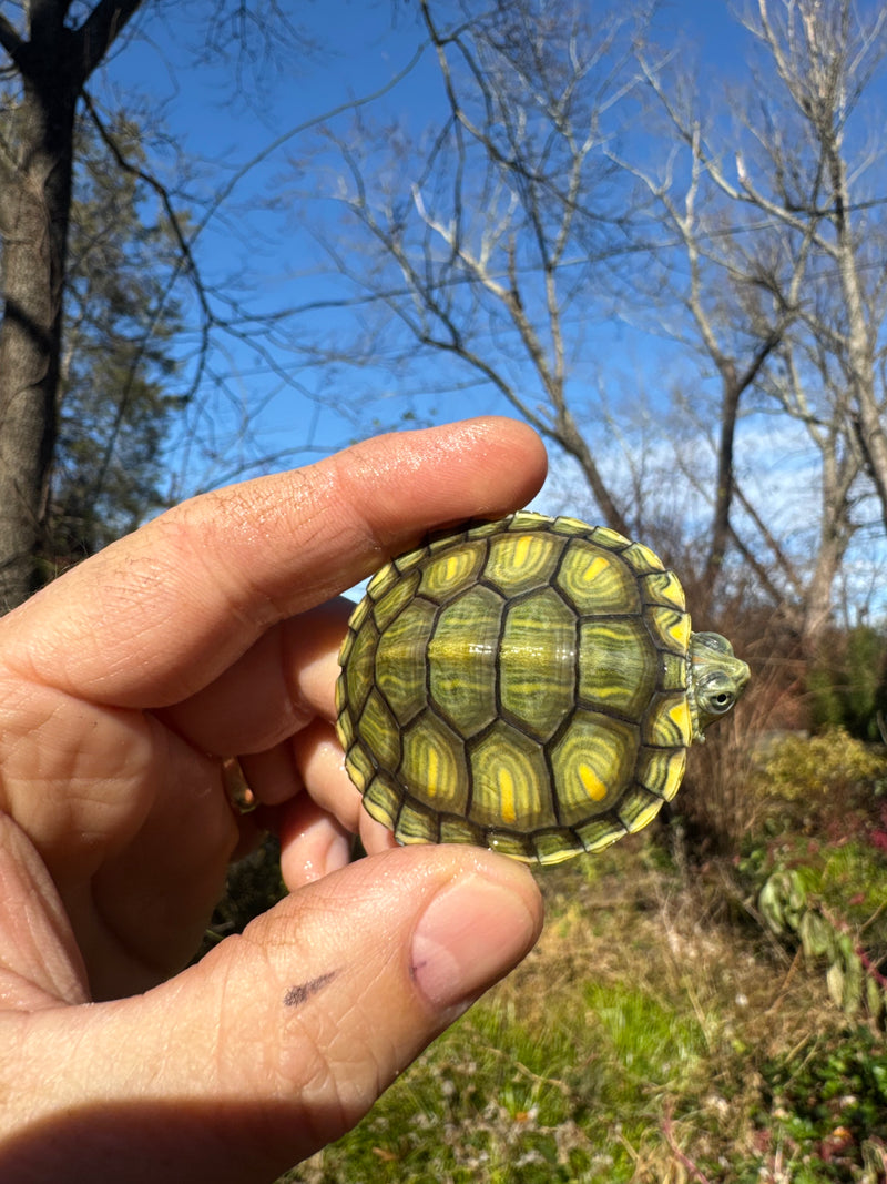 Pastel Picasso Red-Eared SliderTurtle