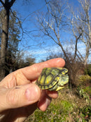 Pastel Picasso Red-Eared SliderTurtle