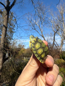 Pastel Picasso Red-Eared SliderTurtle