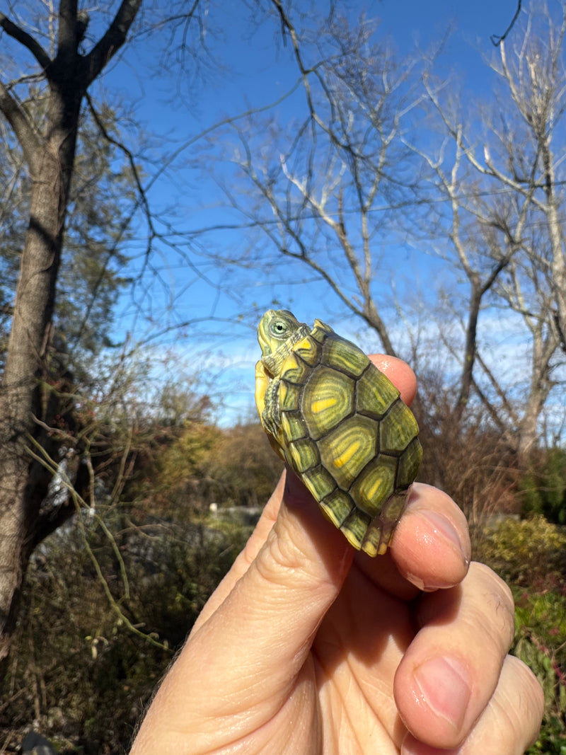 Pastel Picasso Red-Eared SliderTurtle