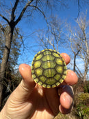 Pastel Picasso Red-Eared SliderTurtle