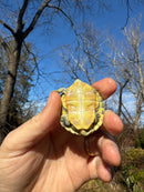 Pastel Picasso Red-Eared SliderTurtle