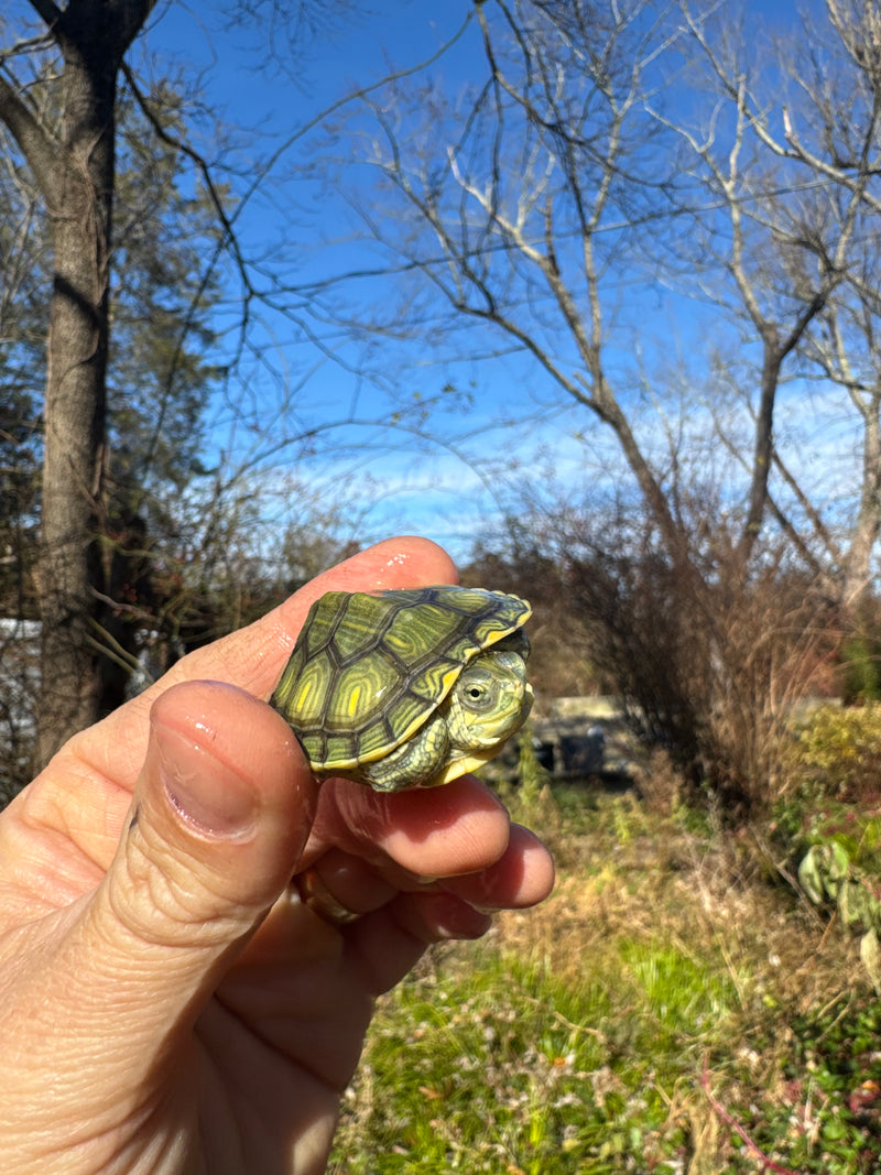 Pastel Picasso Red-Eared SliderTurtle