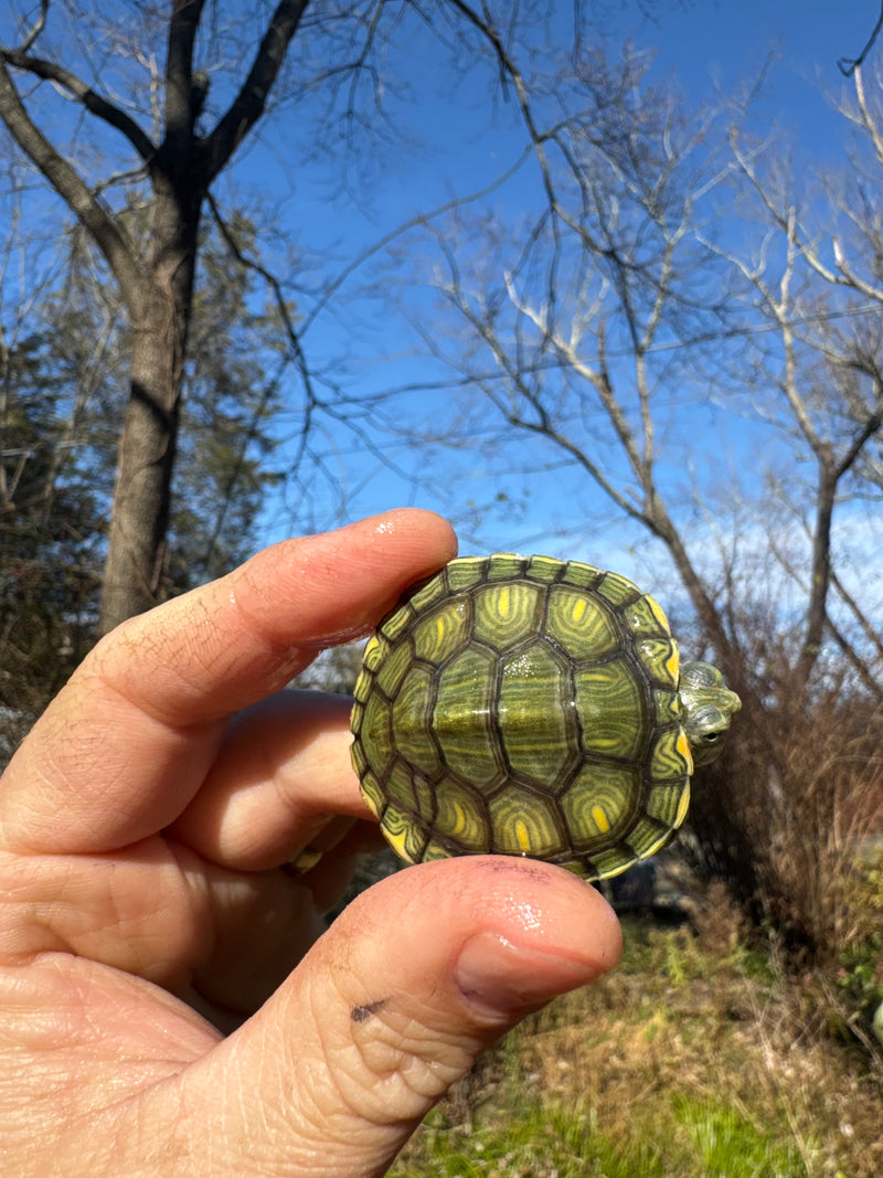 Pastel Picasso Red-Eared SliderTurtle