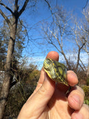 Pastel Picasso Red-Eared SliderTurtle