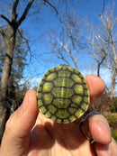 Pastel Picasso Red-Eared SliderTurtle