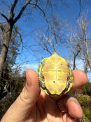 Pastel Picasso Red-Eared SliderTurtle
