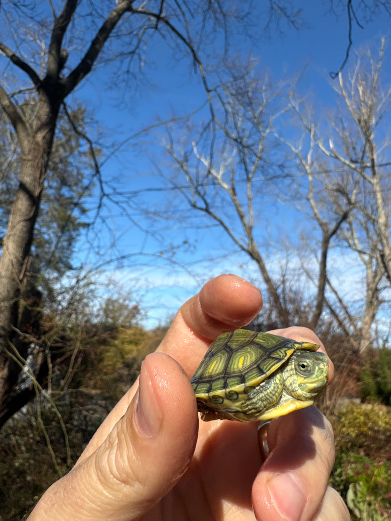 Pastel Picasso Red-Eared SliderTurtle