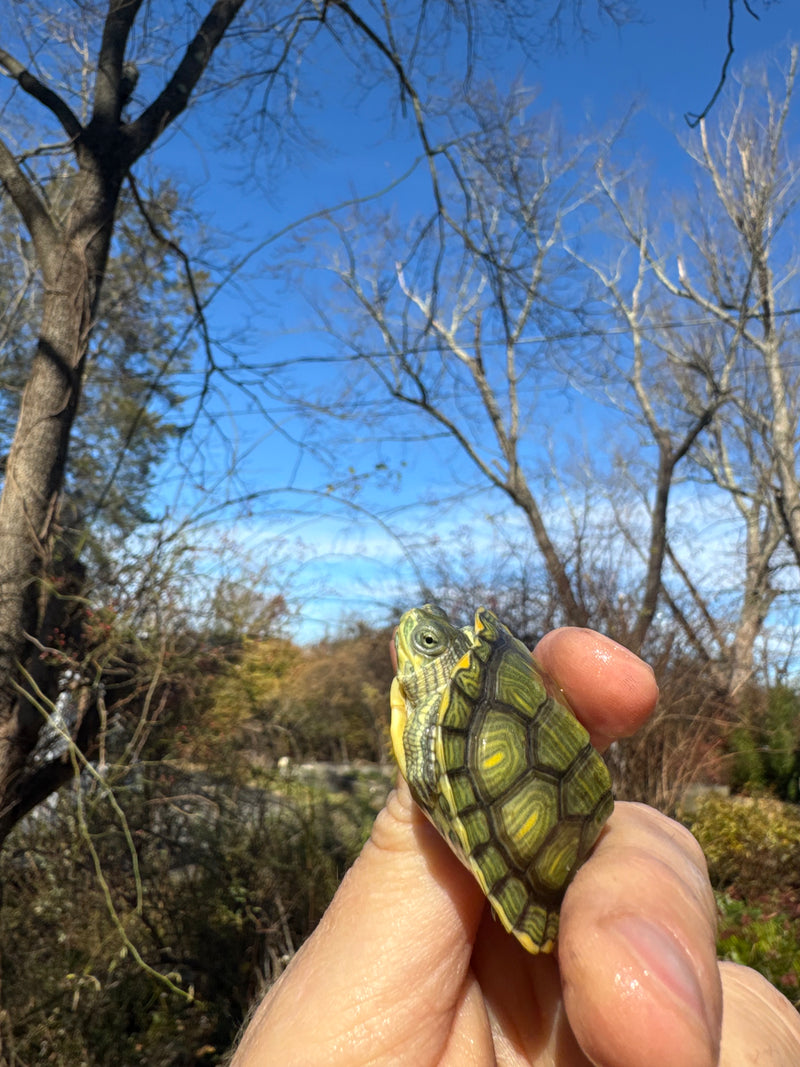 Pastel Picasso Red-Eared SliderTurtle