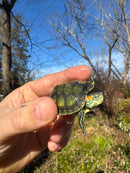 Pastel Picasso Red-Eared SliderTurtle