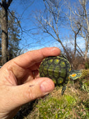 Pastel Picasso Red-Eared SliderTurtle