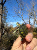 Pastel Picasso Red-Eared SliderTurtle