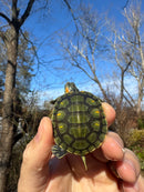 Pastel Picasso Red-Eared SliderTurtle