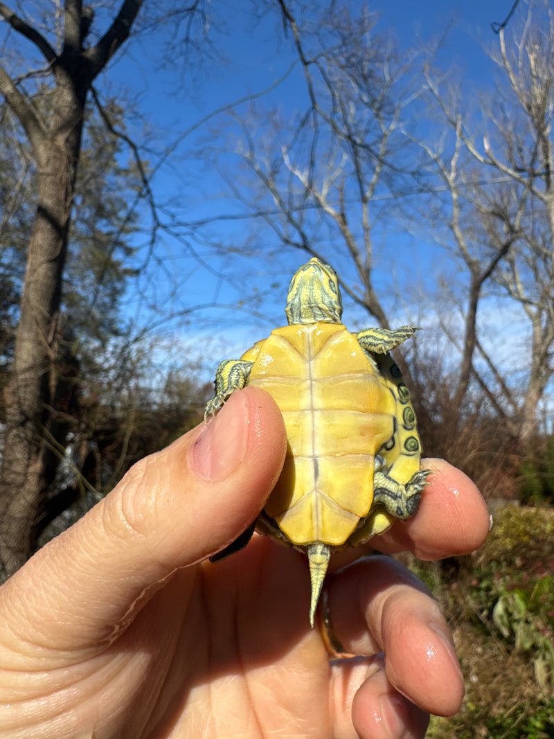 Pastel Picasso Red-Eared SliderTurtle
