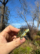 Pastel Picasso Red-Eared SliderTurtle