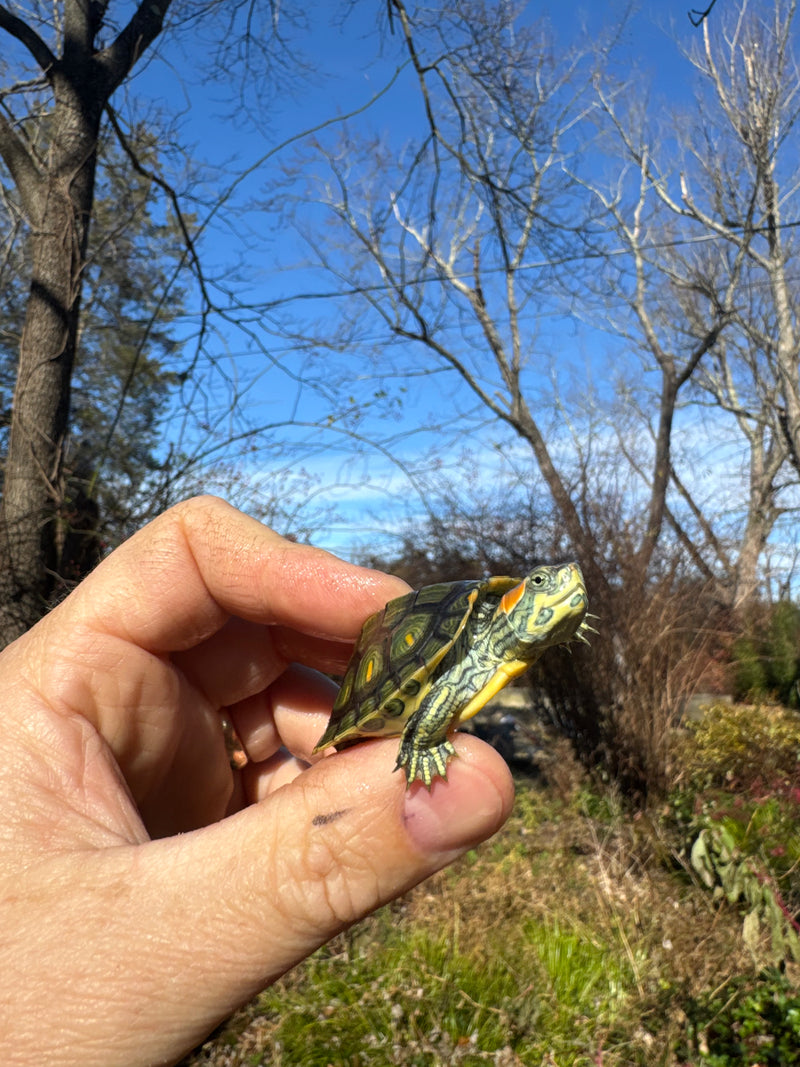 Pastel Picasso Red-Eared SliderTurtle