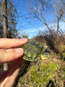 Pastel Picasso Red-Eared SliderTurtle