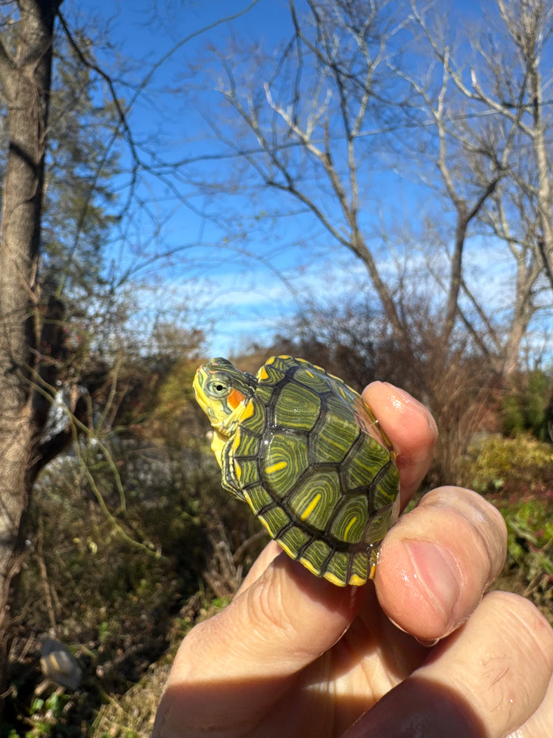 Pastel Picasso Red-Eared SliderTurtle