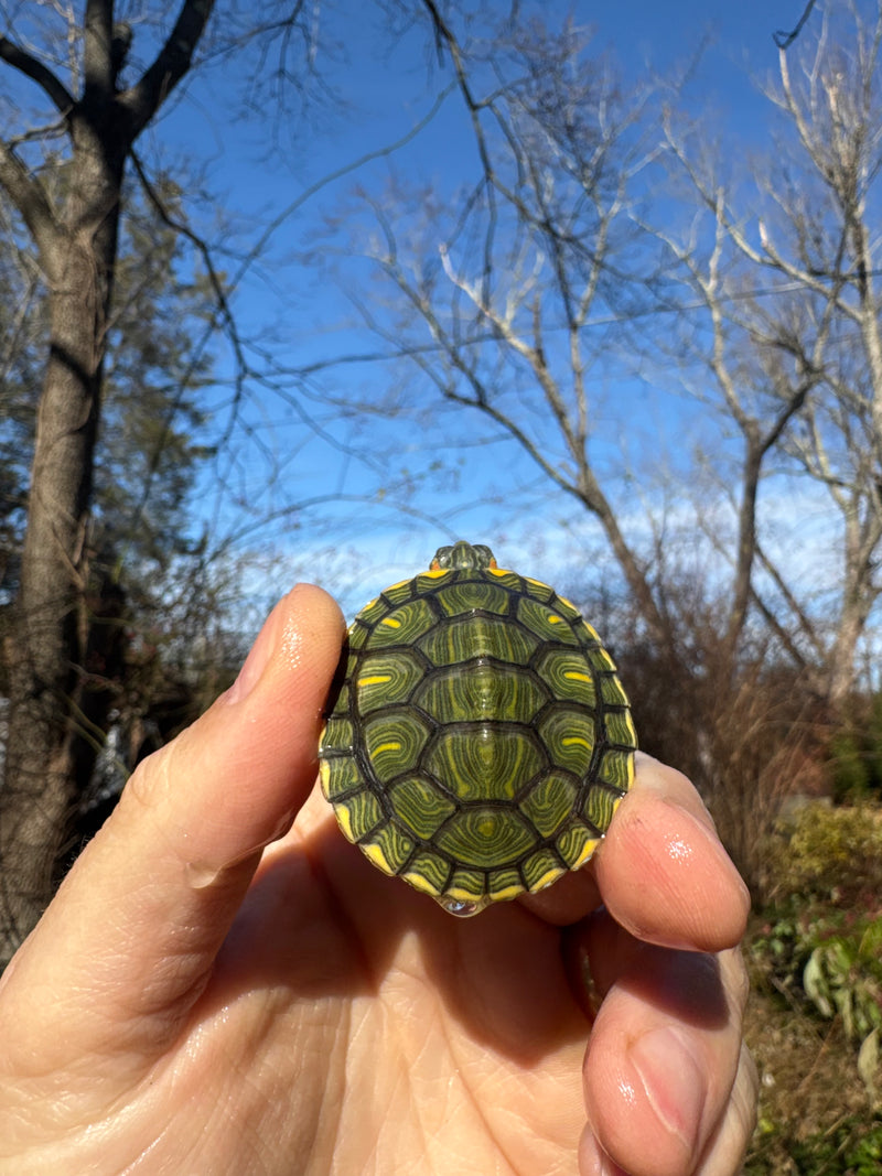 Pastel Picasso Red-Eared SliderTurtle