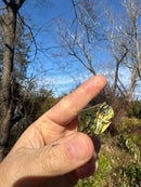 Pastel Picasso Red-Eared SliderTurtle