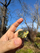 Pastel Picasso Red-Eared SliderTurtle