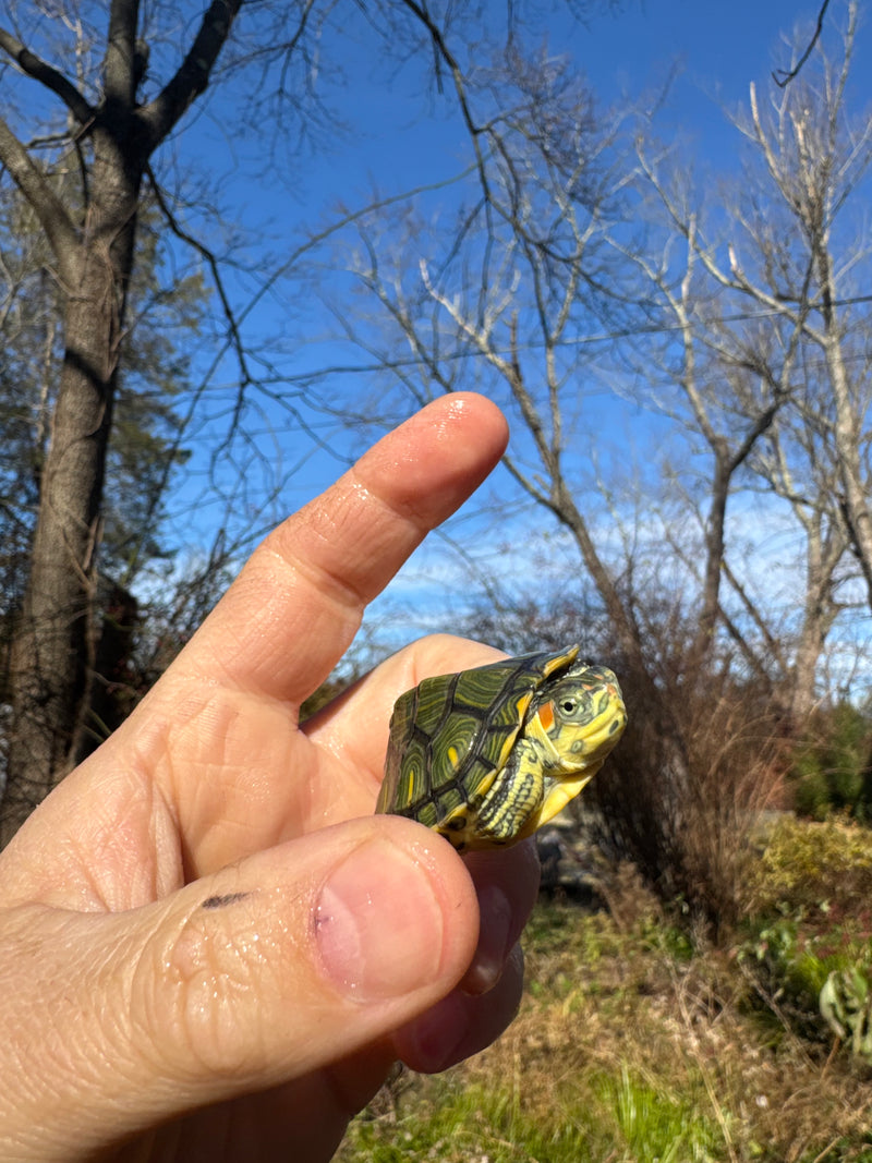 Pastel Picasso Red-Eared SliderTurtle