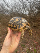 Libyan Greek Tortoise Adult Female