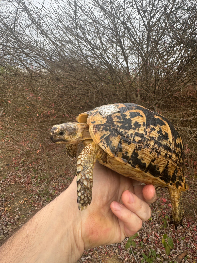 Libyan Greek Tortoise Adult Female