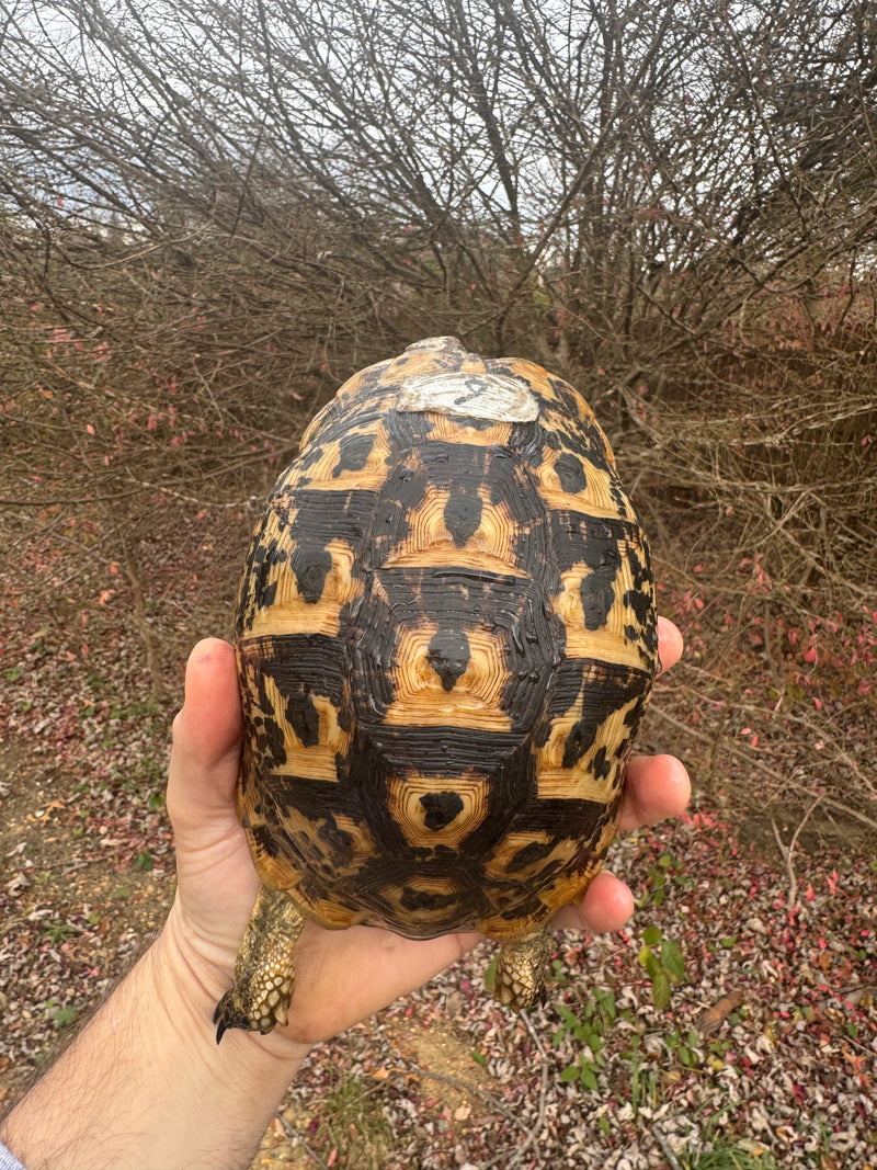 Libyan Greek Tortoise Adult Female