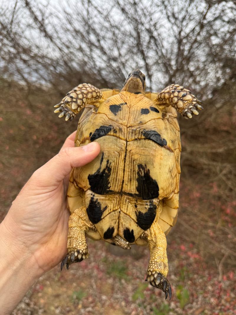 Libyan Greek Tortoise Adult Female