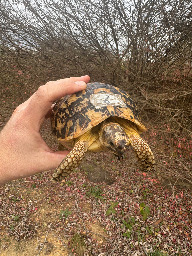Libyan Greek Tortoise Adult Female