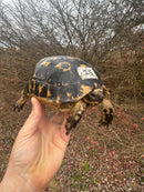 Melanistic Libyan Greek Tortoise Adult Female
