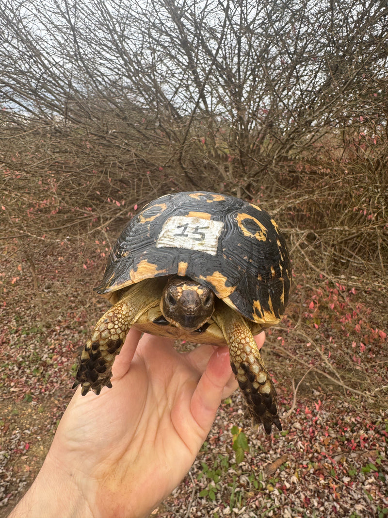 Melanistic Libyan Greek Tortoise Adult Female