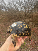 Melanistic Libyan Greek Tortoise Adult Female