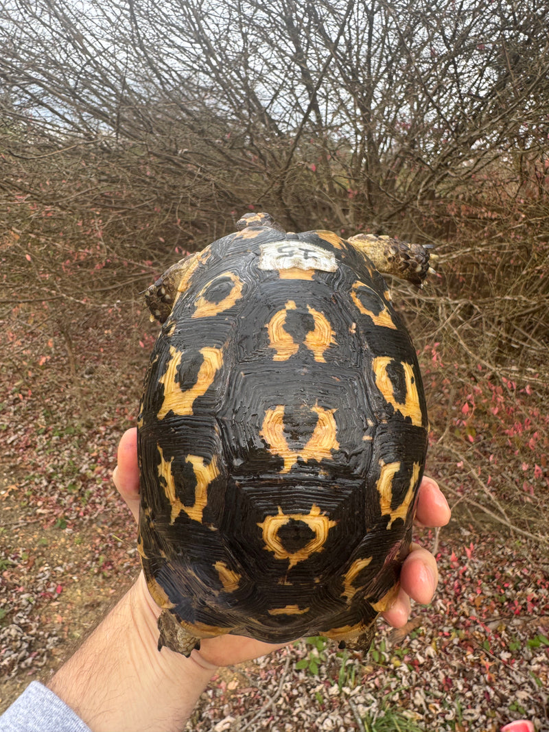 Melanistic Libyan Greek Tortoise Adult Female