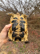 Melanistic Libyan Greek Tortoise Adult Female