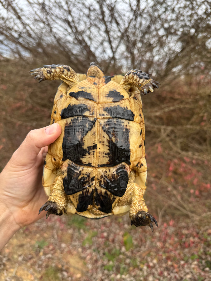 Melanistic Libyan Greek Tortoise Adult Female