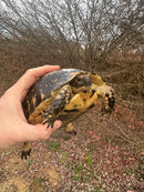 Melanistic Libyan Greek Tortoise Adult Female