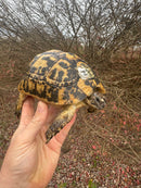 Libyan Greek Tortoise Adult Female