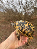 Libyan Greek Tortoise Adult Female