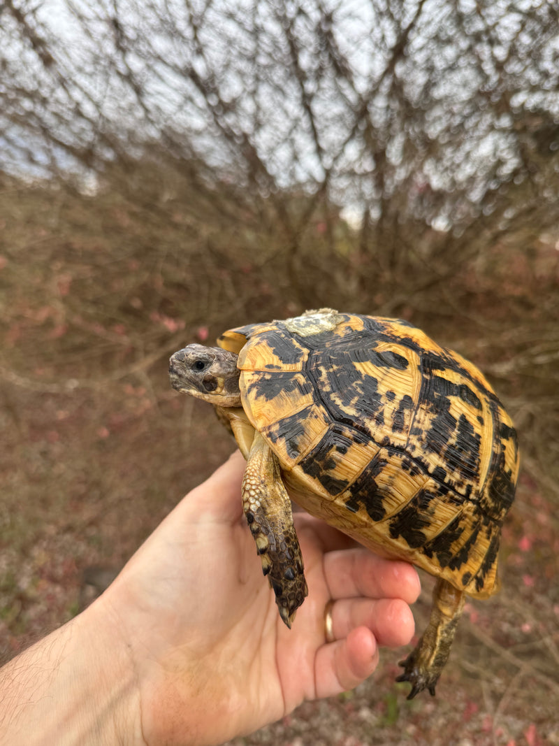 Libyan Greek Tortoise Adult Female