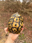 Libyan Greek Tortoise Adult Female