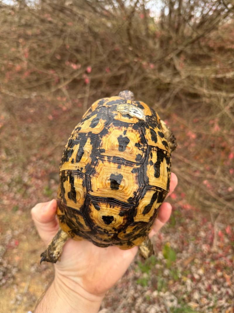 Libyan Greek Tortoise Adult Female