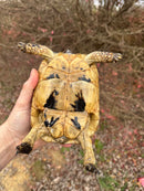 Libyan Greek Tortoise Adult Female