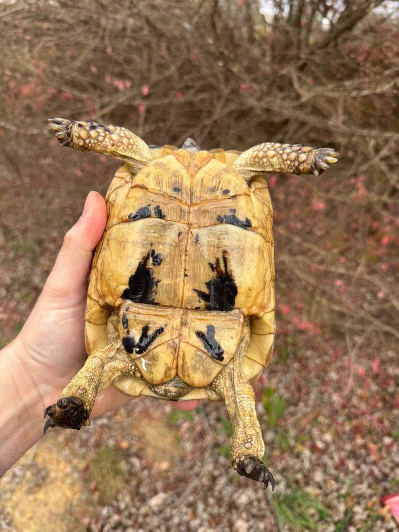 Libyan Greek Tortoise Adult Female