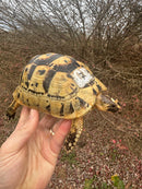 Libyan Greek Tortoise Adult Female